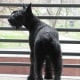 Giant Schnauzers are not as large as some other protection breeds, but they are solidly built.