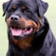 Rottweilers are powerful.