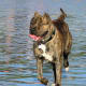 A Cane Corso at the beach.