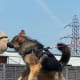 German Shepherd Dogs are good protection dogs.