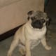 Younger and thinner Pugs may be quicker to react.