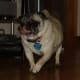 A Pug will come running to act as a watchdog, but sometimes a little slowly.
