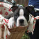 Another Boston Terrier arriving for watch dog duty on a bike.