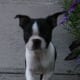 A Boston Terrier running to the rescue.