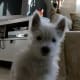 A small Westie watchdog on duty.