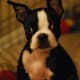 A Boston Terrier alert to odd sounds.