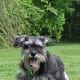 A Miniature Schnauzer watch dog on the run.