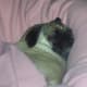 Older Pugs may not react at all!