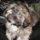 The Lhasa Apso is a cute small watch dog.