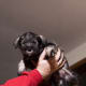 A Miniature Schnauzer can grow up to be a great watchdog.