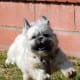 A Lhasa Apso protecting her property.