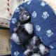 This Miniature Schnauzer shows that good watch dogs are alert at all times.
