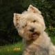 A West Highland White Terrier.