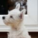 Another alert Westie watchdog.