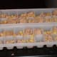 Chunks only. Put the chunks in the trays first. Then fill with broth.