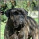 The Bullmastiff, a natural family guard.