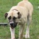 The Boerboel is a large and powerful guard.