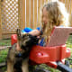 Shiloh Shepherds are good family guard dogs.