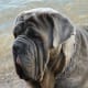 Older Neapolitan Mastiffs are quiet and watch everything around them.