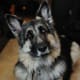 Shiloh Shepherds are good guard dogs.
