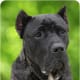A Presa Canario.
