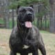 The Presa Canario.