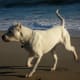 A Dogo Argentino, one of the most commonly banned breeds of dog.