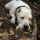 Dogo Argentino are hunting dogs but are banned in many countries.