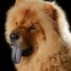 The dark tongue that makes the Chow Chow famous.