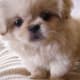 The Pekingese and that famous flat face.