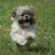 A Shih Tzu with long hair looks great but takes more time to groom.