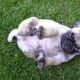 An adorable Pug puppy or puglet.
