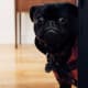 Pugs are notorious for their comical expressions.
