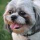 Many Shih Tzu owners like the "puppy cut" since it is easier to care for.