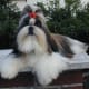 The Shih Tzu is carefully groomed for dog shows.