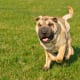 Shar-Peis are an unusual sort of photogenic.