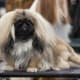 An AKC Pekingese.