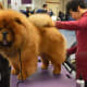 Chow Chows smile a lot, but you can't always tell.