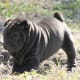 Shar-Peis can come in several colors. Some prefer basic black.