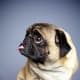 The Pug is photogenic, even when he is trying to look ugly.
