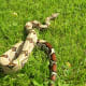 Boa constrictor