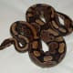 Ball python