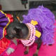 Ginger in her birthday gown.