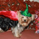 extravagant-dog-birthday-party-what-dog-owners-can-do-for-love
