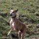 The Azawakh, an African dog breed.