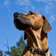 A Rhodesian Ridgeback looking noble.