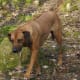 A Rhodesian Ridgeback.