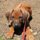 The Rhodesian Ridgeback is a mixture of African and European dog breeds.