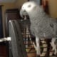 parrots-as-pets-african-grey-parrot