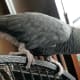 parrots-as-pets-african-grey-parrot